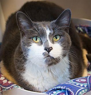 Sylvester (20565091)