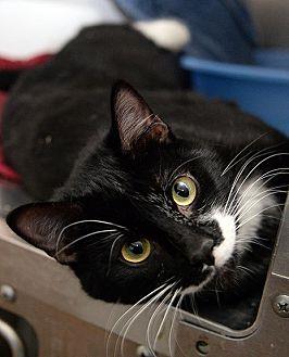 Sylvester (20709332)