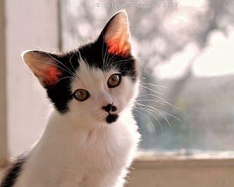 Sylvester (20714032)