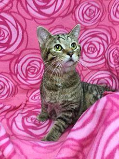 Tabby (19943620)