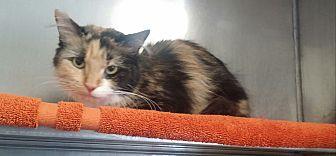 Tabitha (20708411)
