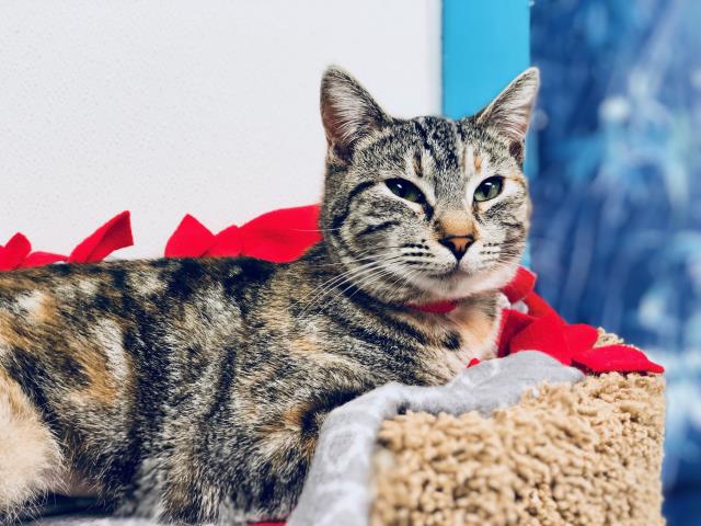 TABITHA (A138764)