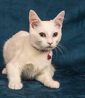 Tallulah (20537782)