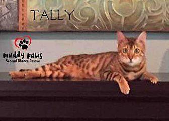 Tally (19997992)