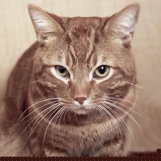 Tambor (20768536)