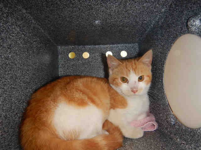 TAMMY (A1071102)