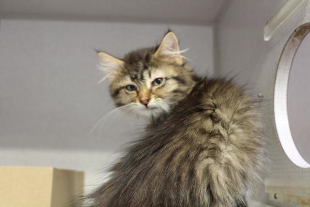 THEODORE (A222739)