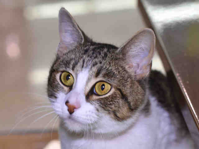 THEORY (A1069888)