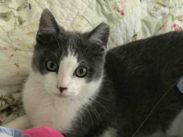 TIDDLYWINK (A906565)