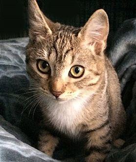 Tiger Lily (20356549)
