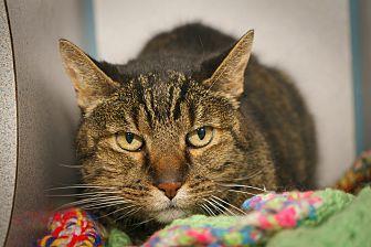 Tigger (20420964)