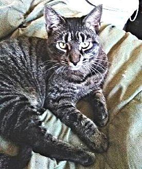 Tigress (20640364)