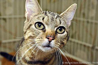 Tigress (20696582)