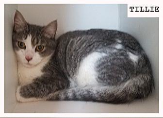 Tillie (20496984)