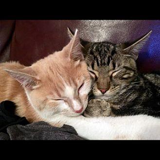 Timmy (and T (20431030)