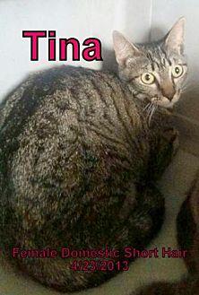 Tina (20393032)