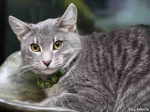 TITO (A544476)