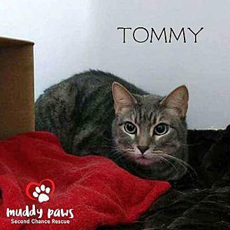 Tommy (cat) (20576992)