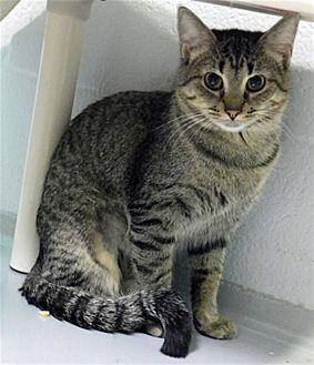 Tonks (20592372)