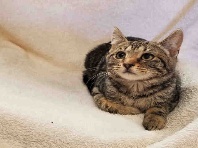 TONY (A073914)