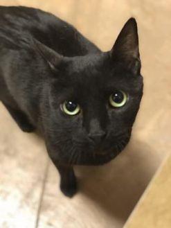 Toodles (20580800)