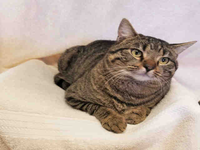 TOODLES (A074057)