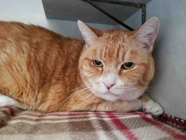 TRIPPER (A135929)