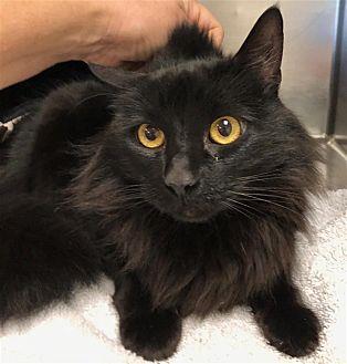 Tuxedo (20709440)
