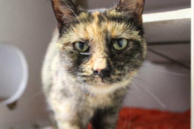 TWILA (A222905)