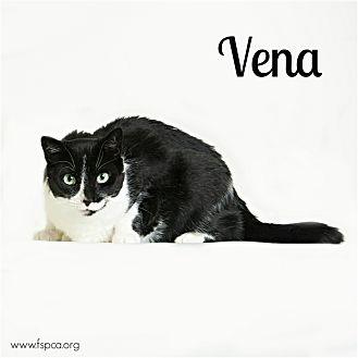 Vena (20491207)