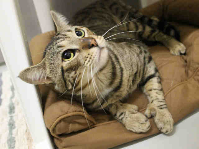 VICTOR (A412810)
