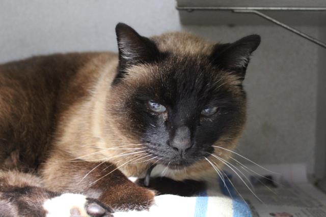 VLADIMIR (A222974)