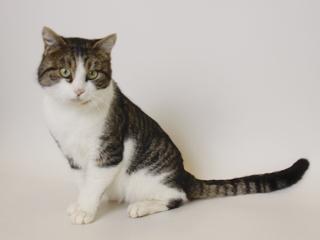 WHEELER* (A244821)