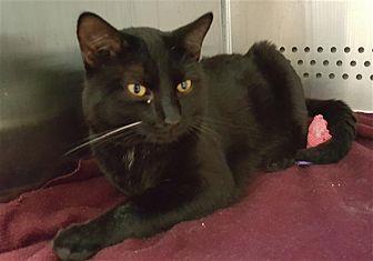 Whisker (20596943)