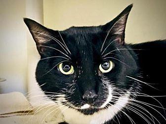 Whiskers (20736979)
