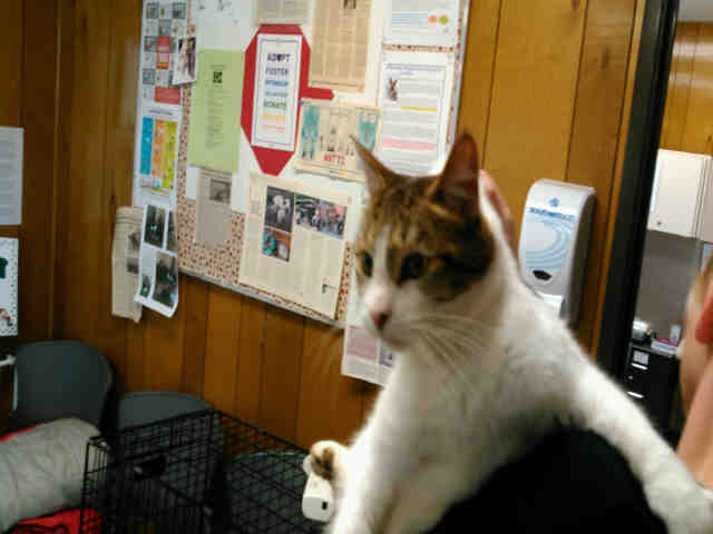 WIGGLES (A002937)