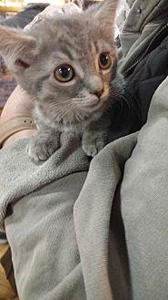 Willow – Ado (20676513)