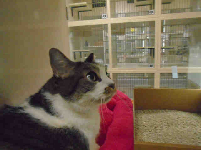 XENA (A230153)