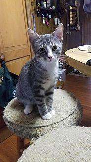 Xena – ADOPT (19530003)