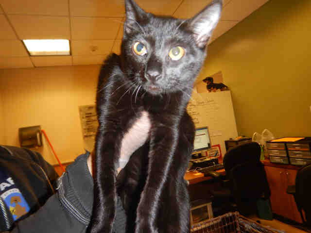YOLANDA (A1070545)