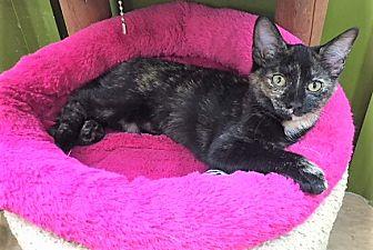 Zoey (20633116)