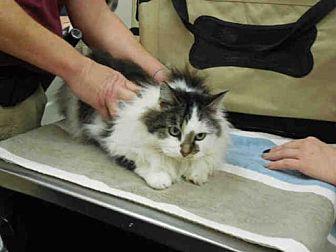 ZOEY – ID#A3 (20582477)