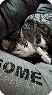 2 Cats – Nee (16034124)