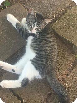 3 Kittens* (16063841)