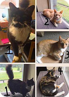 4 Kitties Ne (16743043)