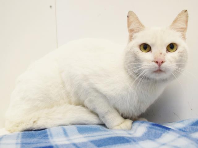 *ABBY (A732597)