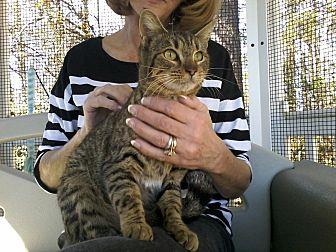 Abby -Adopti (20753872)