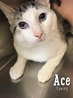 Ace (21094511)