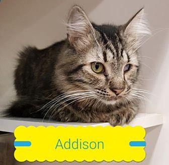 Addison (19629713)