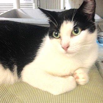 Adult Cats – (20517072)